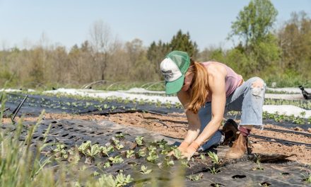 Florida Gardening Calendar: Planting and Maintenance Guide